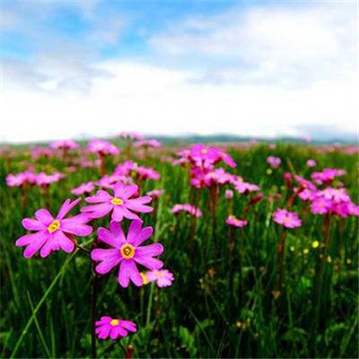 4949澳门免费资料大全app下载